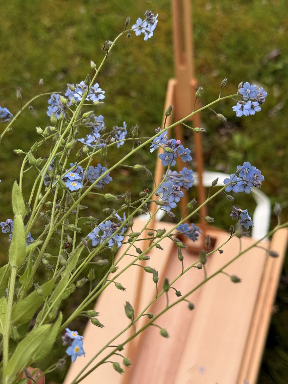 Forget-me-nots growing beside the wooden legs of a field easel